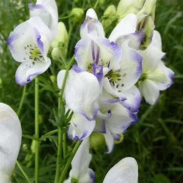 Aconit - Aconitum Eleonora