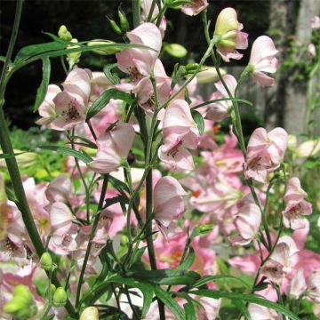 Aconitum cammarum Pink Sensation