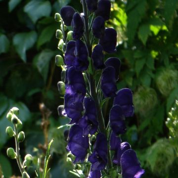 Aconitum henryi Sparks Variety