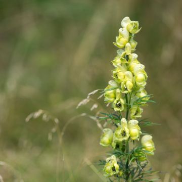 Aconitum anthora