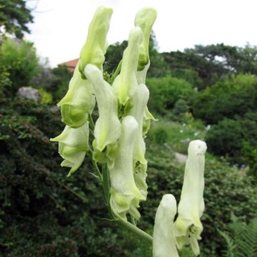 Aconitum lamarckii