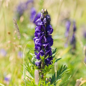 Aconitum napellus