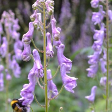 Aconitum scaposum