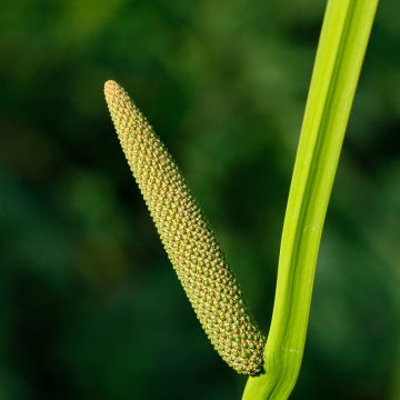 Acorus calamus