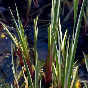 Acorus calamus Variegatus