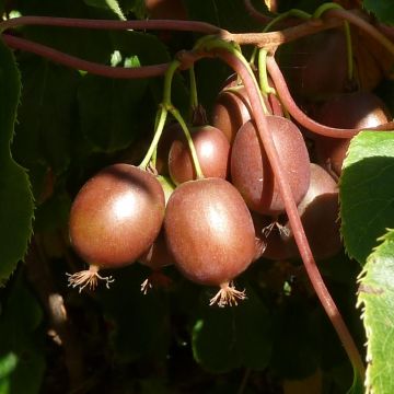 Hardy Kiwi Purpurea (female) - Actinidia arguta