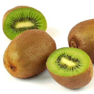 Kiwi Plant Belen (male) - Actinidia deliciosa