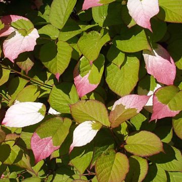 Actinidia kolomikta 