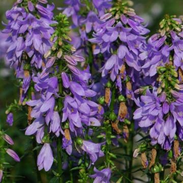 Adenophora confusa Gaudi Violet