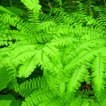 Adiantum aleuticum Miss Sharples