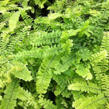 Adiantum pedatum Imbricatum - Northern maidenhair Fern