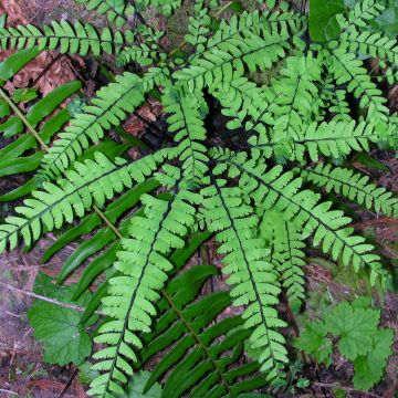 Adiantum pedatum