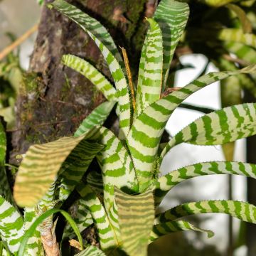 Aechmea chantinii Rebecca