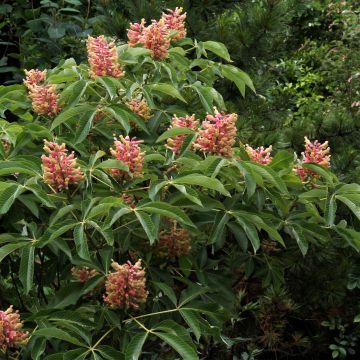 Aesculus pavia var. discolor Koehnei