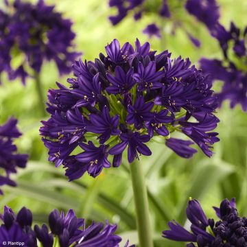 Agapanthus Black Jack