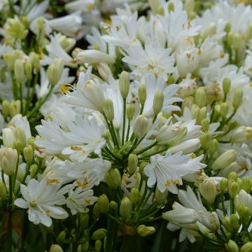 Double Diamond Agapanthus