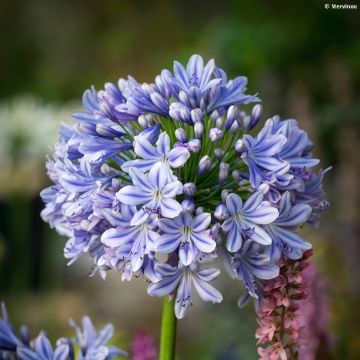 Agapanthus praecox subsp. orientalis Full Moon