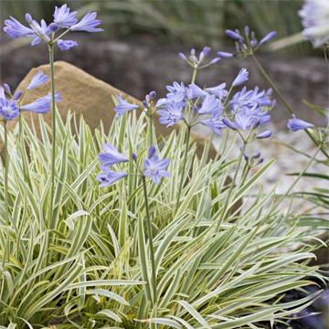 Agapanthus Golden Drop