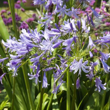 Agapanthus Lavender Haze