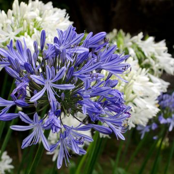 Agapanthe ou Agapanthus Midnight Blue