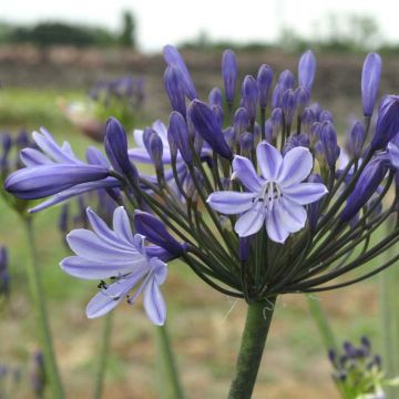 Agapanthus campanulatus Rosewarne