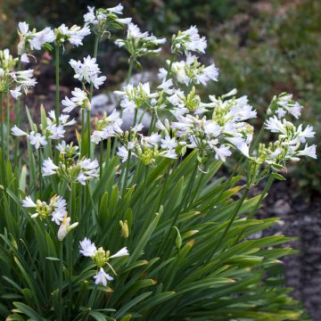 Agapanthus Silver Baby