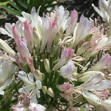 Agapanthus Strawberry Ice