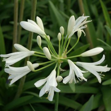 Agapanthus Thumbelina