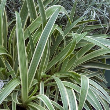 Agapanthus Tinkerbell