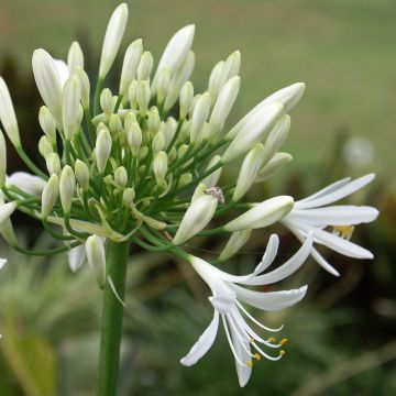 Agapanthus White Baby