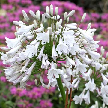 Agapanthus or Agapanthus Windsor grey