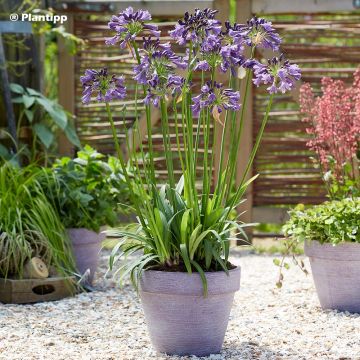 Agapanthus Poppin’ Purple