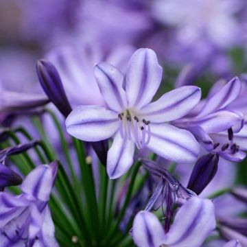 Agapanthus Poppin’ Star