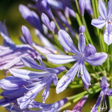 Agapanthus Vallée de lAuthion