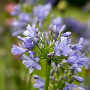 Agapanthus hybridus Vallée de la Romanche