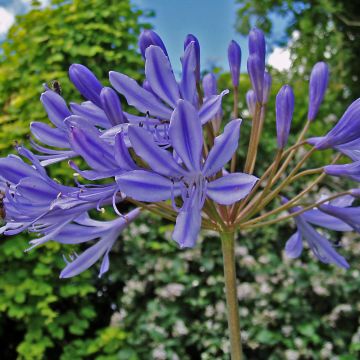 Agapanthus Donau