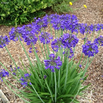 Agapanthe Full Moon - Agapanthus praecox subsp. orientalis