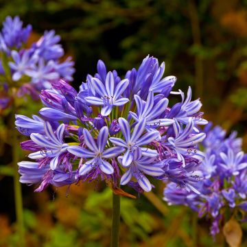 Agapanthus umbellatus