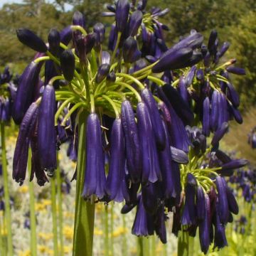 Agapanthe ou Agapanthus Black Pantha