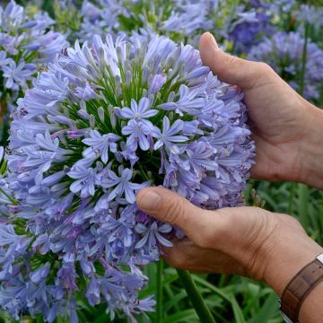 Agapanthus Blue Infinity PANAGA