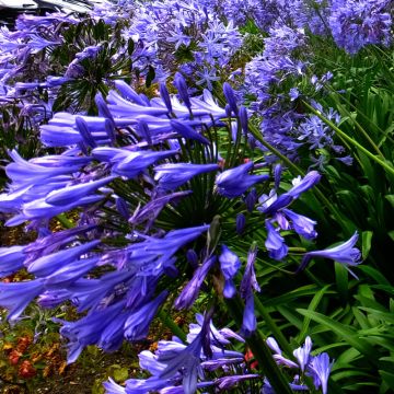 Agapanthus Blue Triumphator