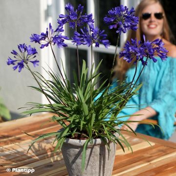 Agapanthus Brilliant Blue