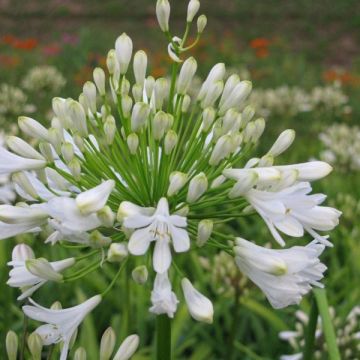 Agapanthus Ice Lolly