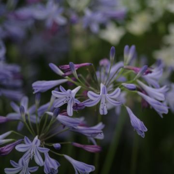 Agapanthe hybride - Agapanthus Lapis Lazuli