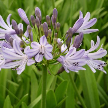 Agapanthus Megans Mauve