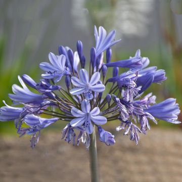 Agapanthus Pretty Sandy