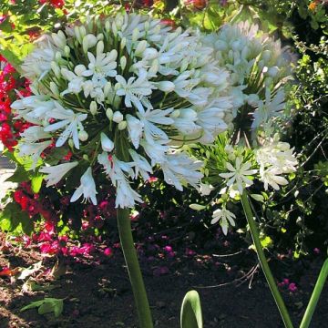 Agapanthus White Heaven