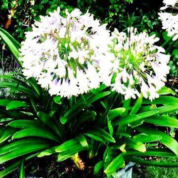 Agapanthus campanulatus var. albidus