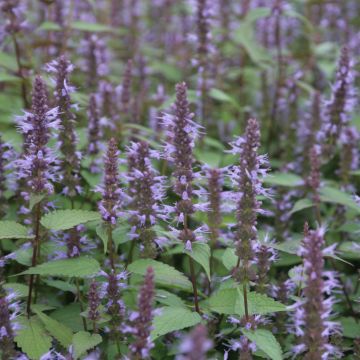 Agastache rugosa After Eight 