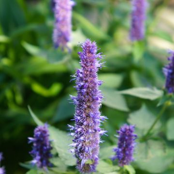 Agastache foeniculum Blackadder